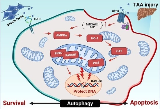 Antioxidants, Vol. 12, Pages 46: Phosphatase of Regenerating Liver-1 (PRL-1)-Overexpressing Placenta-Derived Mesenchymal Stem Cells Enhance Antioxidant Effects via Peroxiredoxin 3 in TAA-Injured Rat Livers