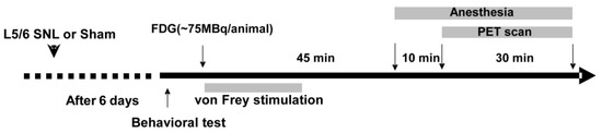 Biomedicines, Vol. 11, Pages 63: FDG PET Imaging of the Pain Matrix in Neuropathic Pain Model Rats