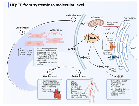 Biomedicines, Vol. 11, Pages 70: New Opportunities in Heart Failure with Preserved Ejection Fraction: From Bench to Bedside… and Back