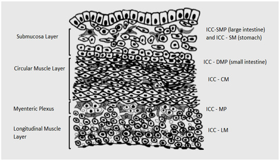 Medicina, Vol. 59, Pages 63: Interstitial Cells of Cajal—Origin, Distribution and Relationship with Gastrointestinal Tumors