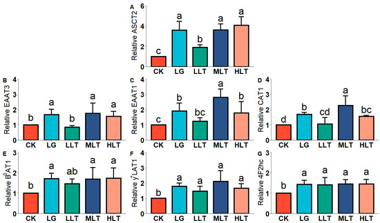 Nutrients, Vol. 15, Pages 142: L-Theanine Regulates the Abundance of Amino Acid Transporters in Mice Duodenum and Jejunum via the mTOR Signaling Pathway