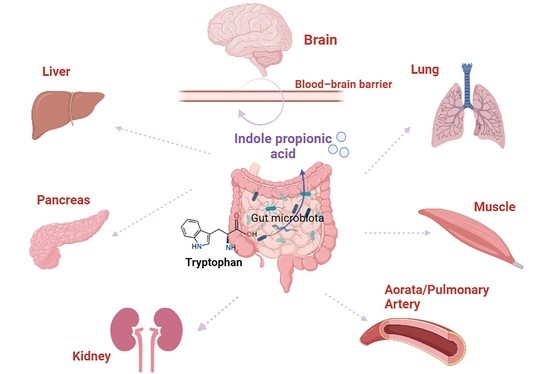 Nutrients, Vol. 15, Pages 151: Extensive Summary of the Important Roles of Indole Propionic Acid, a Gut Microbial Metabolite in Host Health and Disease