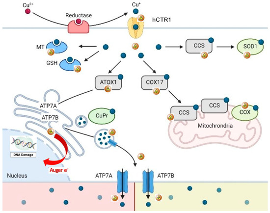 JCM, Vol. 12, Pages 223: Targeting Copper in Cancer Imaging and Therapy: A New Theragnostic Agent