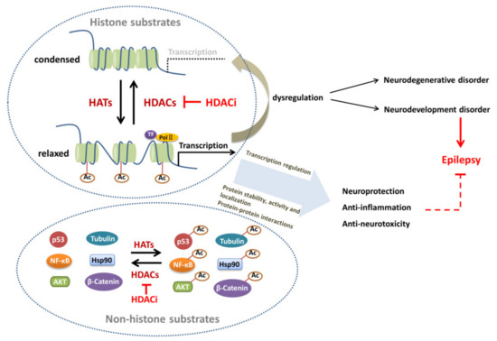 Biomedicines, Vol. 11, Pages 88: HAT- and HDAC-Targeted Protein Acetylation in the Occurrence and Treatment of Epilepsy