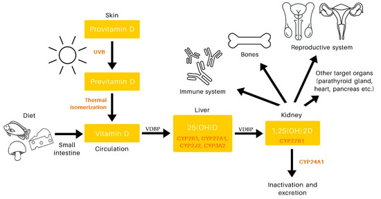 Biomedicines, Vol. 11, Pages 90: The Association between Vitamin D and the Components of Male Fertility: A Systematic Review