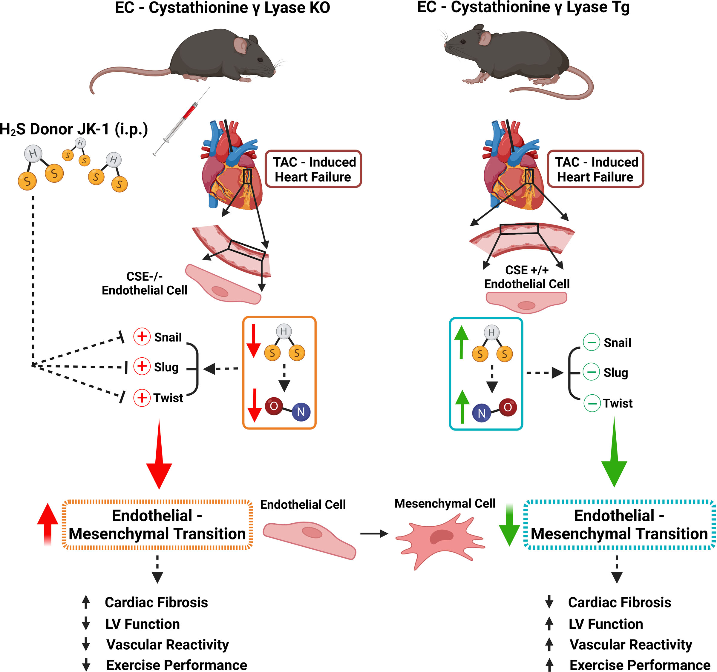 Hydrogen Sulfide Modulates Endothelial–Mesenchymal Transition in Heart Failure