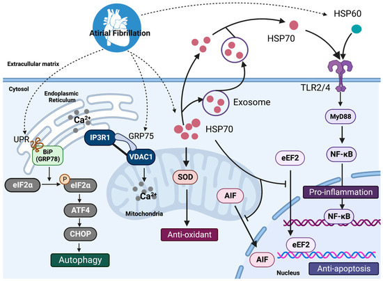 Cells, Vol. 12, Pages 151: Role of Heat Shock Proteins in Atrial Fibrillation: From Molecular Mechanisms to Diagnostic and Therapeutic Opportunities