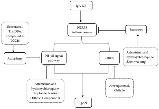 Medicina, Vol. 59, Pages 82: The Role of NLRP3 Inflammasome in IgA Nephropathy