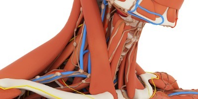 Fatigue-Related Change in Surface Electromyographic Activities of the Perilaryngeal Muscles