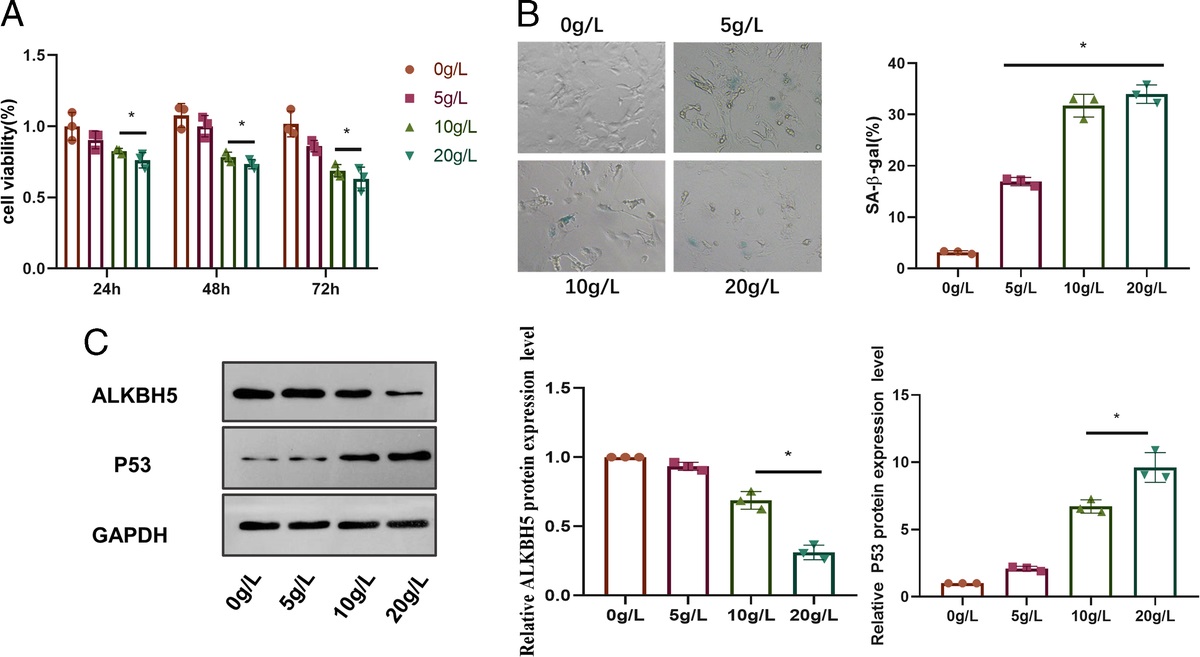 ALKBH5 ALLEVIATES HYPOXIA POSTCONDITIONING INJURY IN d-GALACTOSE–INDUCED SENESCENT CARDIOMYOCYTES BY REGULATING STAT3
