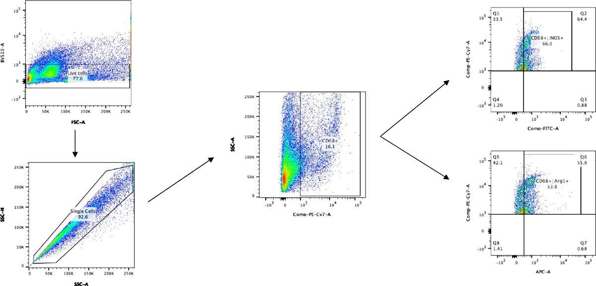MACROPHAGE SWITCHING: POLARIZATION AND MOBILIZATION AFTER TRAUMA