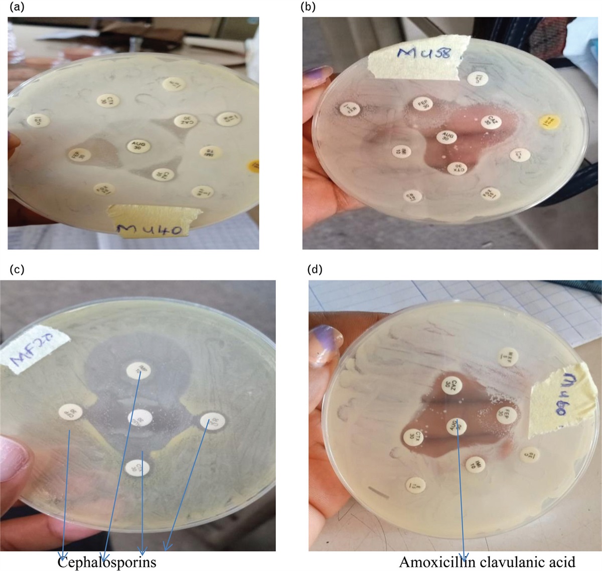 Detection of blaCTX-M, blaTEM, and blaSHV genes in clinical isolates of Escherichia coli and Klebsiella pneumoniae from Nigeria