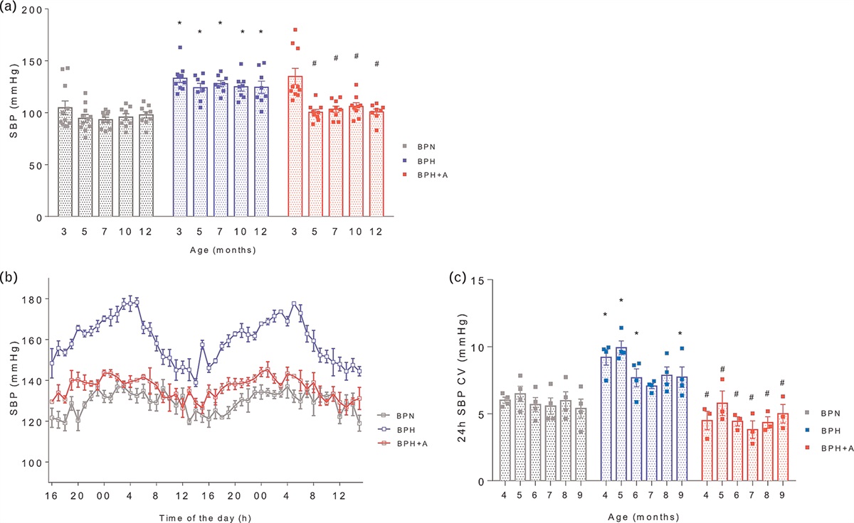 Amlodipine limits microglia activation and cognitive dysfunction in aged hypertensive mice