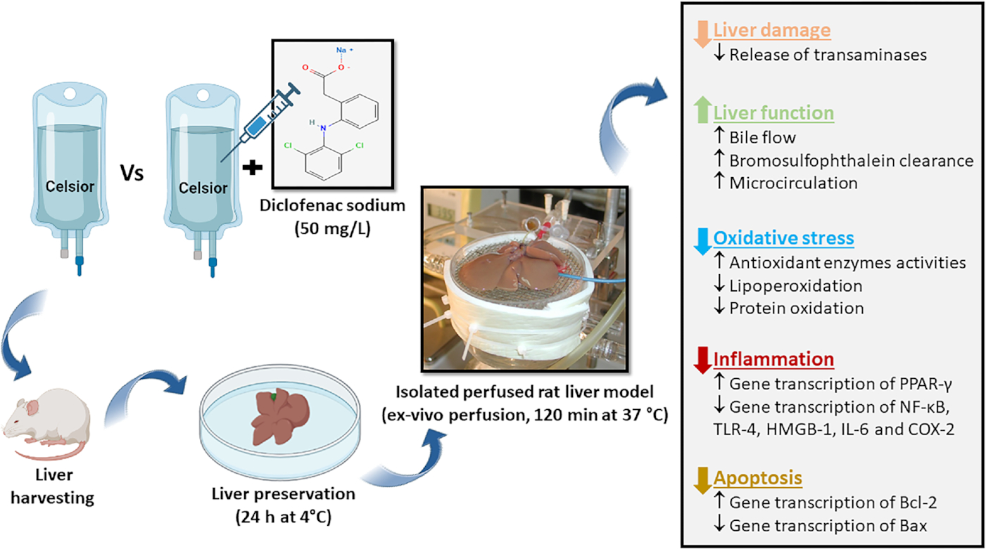 Protective effects of diclofenac on liver graft preservation