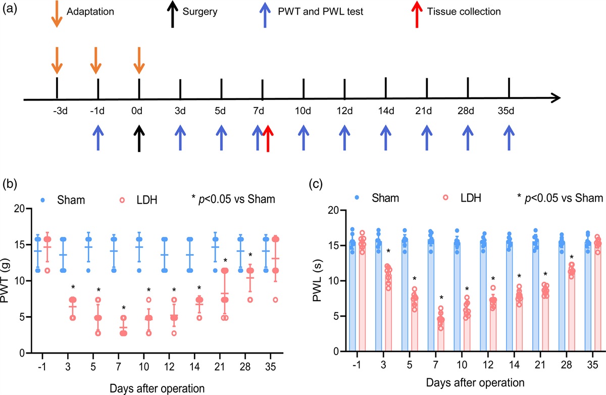 Electroacupuncture relieves chronic pain by promoting microglia M2 polarization in lumbar disc herniation rats