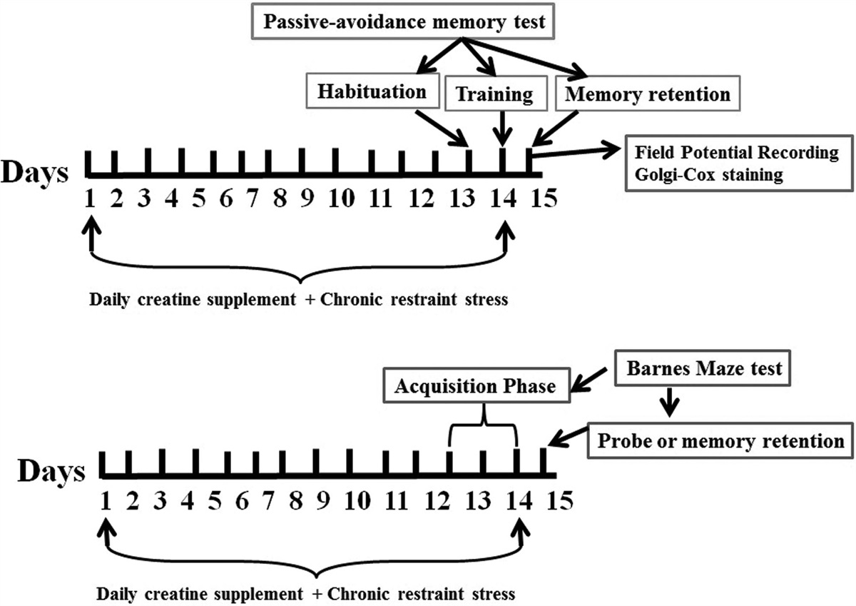 Creatine supplementation protects spatial memory and long-term potentiation against chronic restraint stress