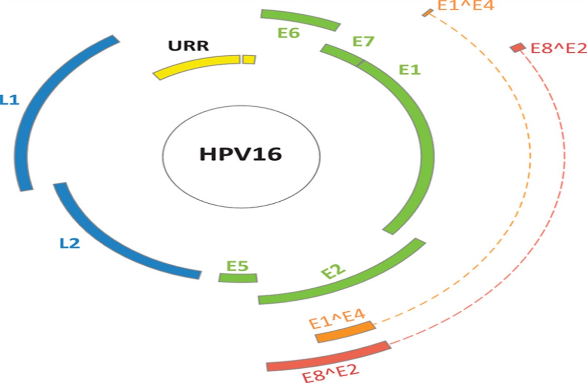 HPV Testing and its Role in Cervical Cancer Screening