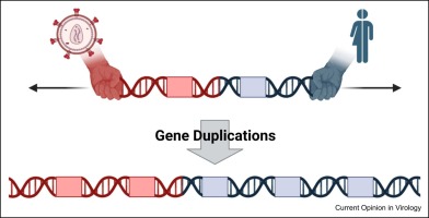 The more the merrier? Gene duplications in the coevolution of primate lentiviruses with their hosts