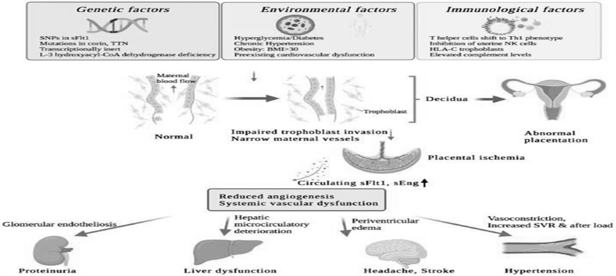 Hypertension in Women and Pregnancy