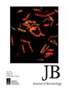 Visualizing dynamic competence pili and DNA capture throughout the long axis of Bacillus subtilis