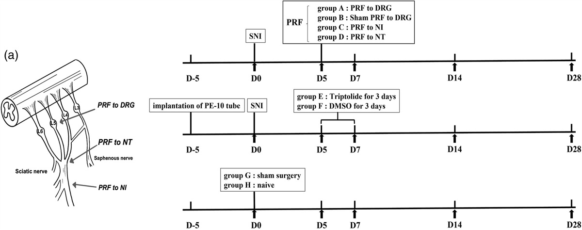 Comparisons of the analgesic effect of different pulsed radiofrequency targets in SNI-induced neuropathic pain