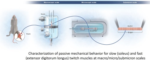 Multiscale Passive Mechanical Characterization of Rodent Skeletal Muscle