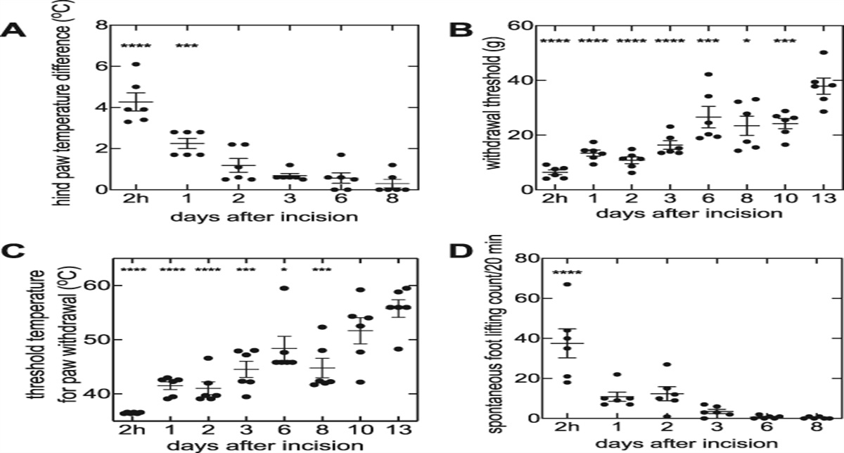 Increases in local skin temperature correlate with spontaneous foot lifting and heat hyperalgesia in both incisional inflammatory models of pain