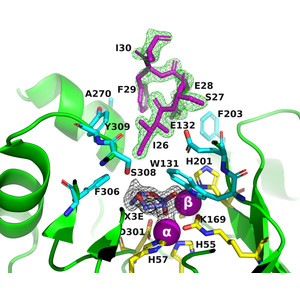 The impact of molecular variants, crystallization conditions and the space group on ligand–protein complexes: a case study on bacterial phosphotriesterase