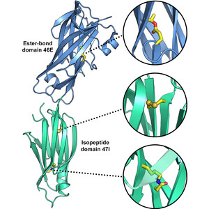 Domain structure and cross-linking in a giant adhesin from the Mobiluncus mulieris bacterium
