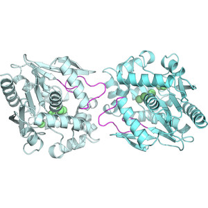 Atypical homodimerization revealed by the structure of the (S)-enantioselective haloalkane dehalogenase DmmarA from Mycobacterium marinum