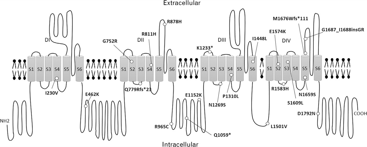 SCN5A mutation is associated with a higher Shanghai Score in patients with type 1 Brugada ECG pattern