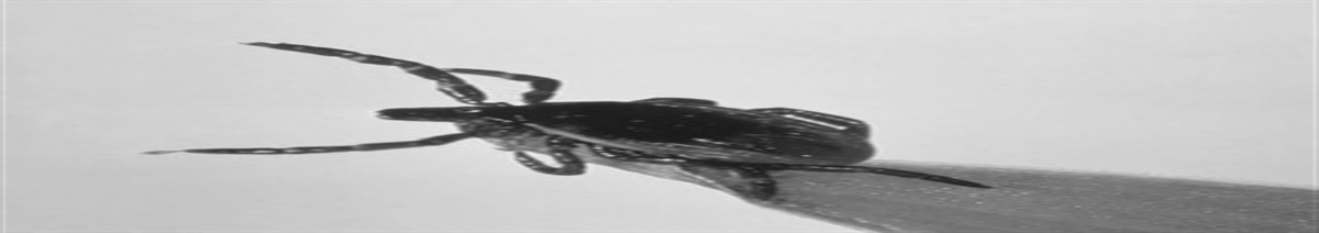 Recognition of Cutaneous Symptoms of Common Tick-Borne Illness in the Emergency Department
