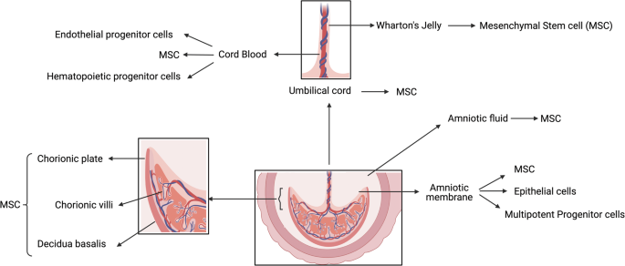 Implications of maternal-fetal health on perinatal stem cell banking