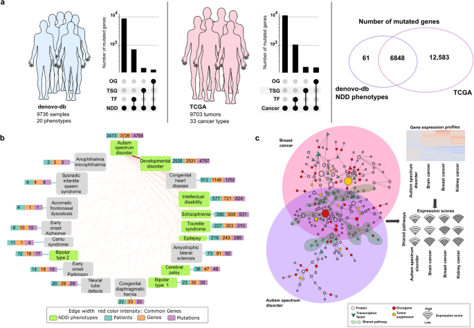 Neurodevelopmental disorders and cancer networks share pathways, but differ in mechanisms, signaling strength, and outcome