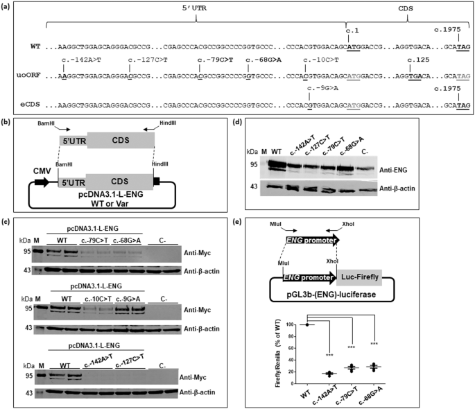 uAUG creating variants in the 5’UTR of ENG causing Hereditary Hemorrhagic Telangiectasia
