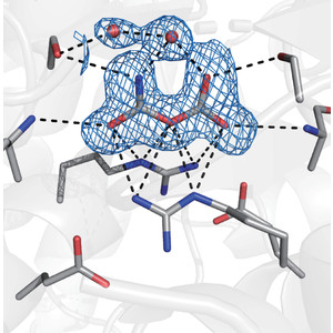Structural mechanism of Escherichia coli cyanase