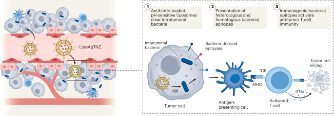 Antibiotic nanoparticles boost antitumor immunity