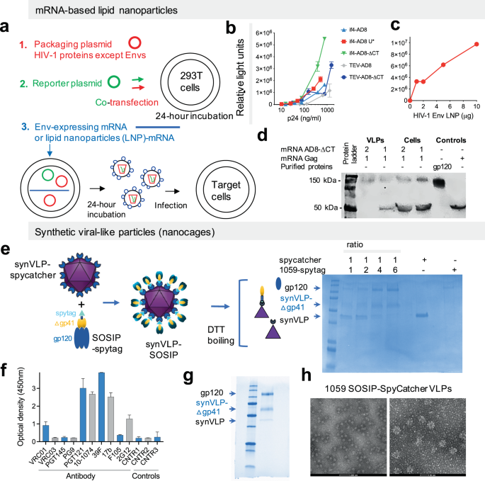 Enhancing anti-viral neutralization response to immunization with HIV-1 envelope glycoprotein immunogens