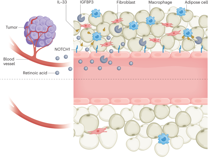 Endothelium directs fat remodeling in cachexia