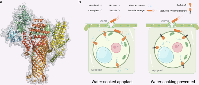 Flooding plant apoplast through water and solute channels