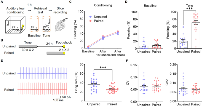 Intrinsic plasticity of Purkinje cell serves homeostatic regulation of fear memory