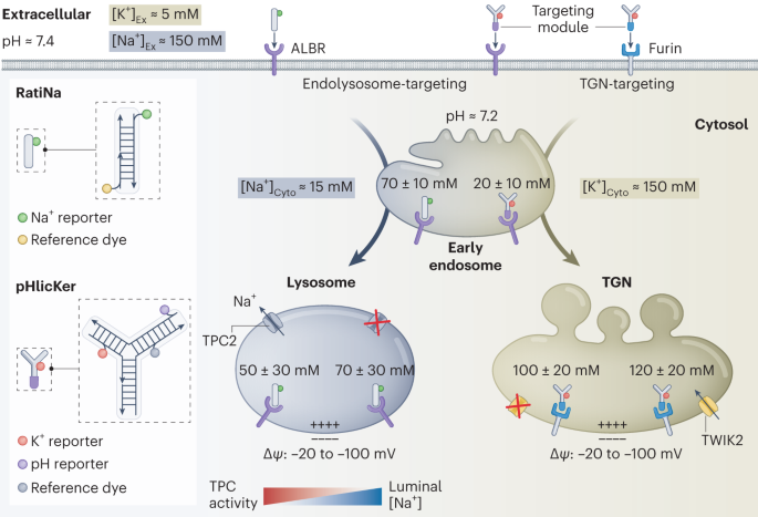 DNA nanodevices map intracellular ions