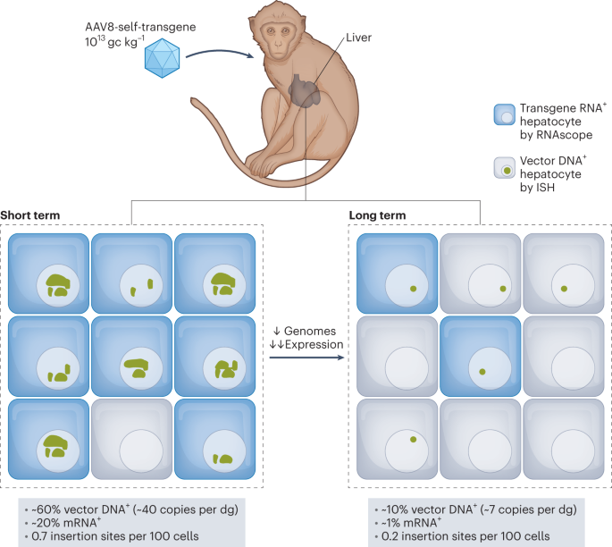 Tracing the fate of AAV vectors in the body