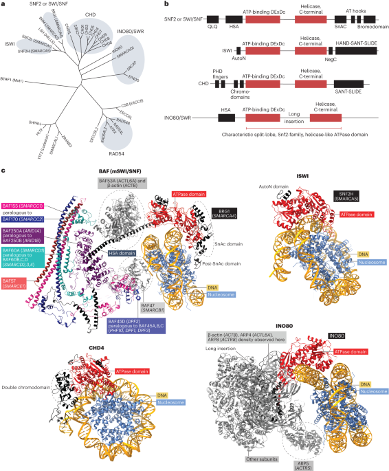 Context-specific functions of chromatin remodellers in development and disease