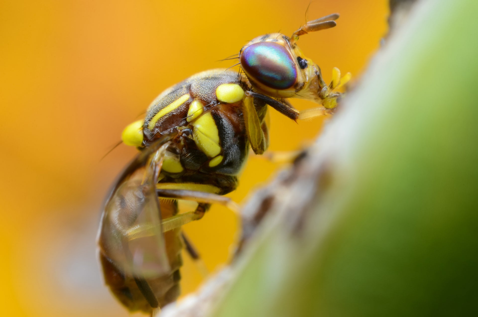 One of the world’s worst pests attacks California