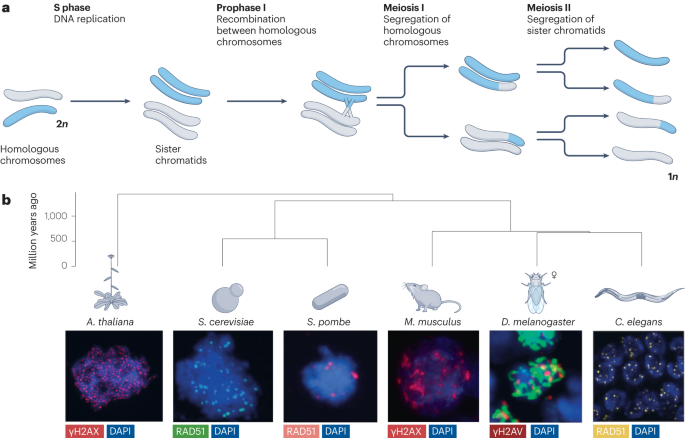 Divergence and conservation of the meiotic recombination machinery