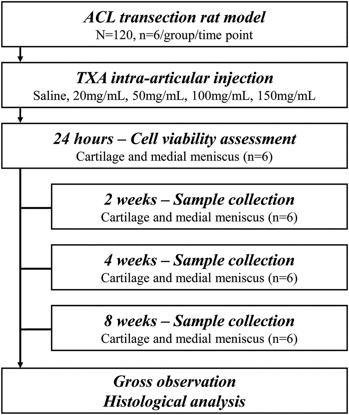 In Vivo Effect of Single Intra-Articular Injection of Tranexamic Acid on Articular Cartilage and Meniscus: Study in a Rat Model