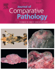 Gross and histopathological features of tuberculosis in cattle, buffalo and spotted deer (Axis axis) caused by Mycobacterium orygis